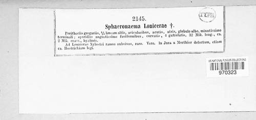 Sphaeronaema lonicerae image